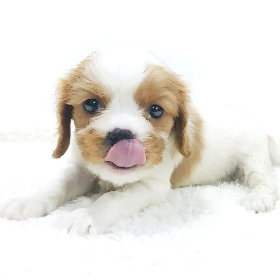 キャバリア・キングチャールズ・スパニエル