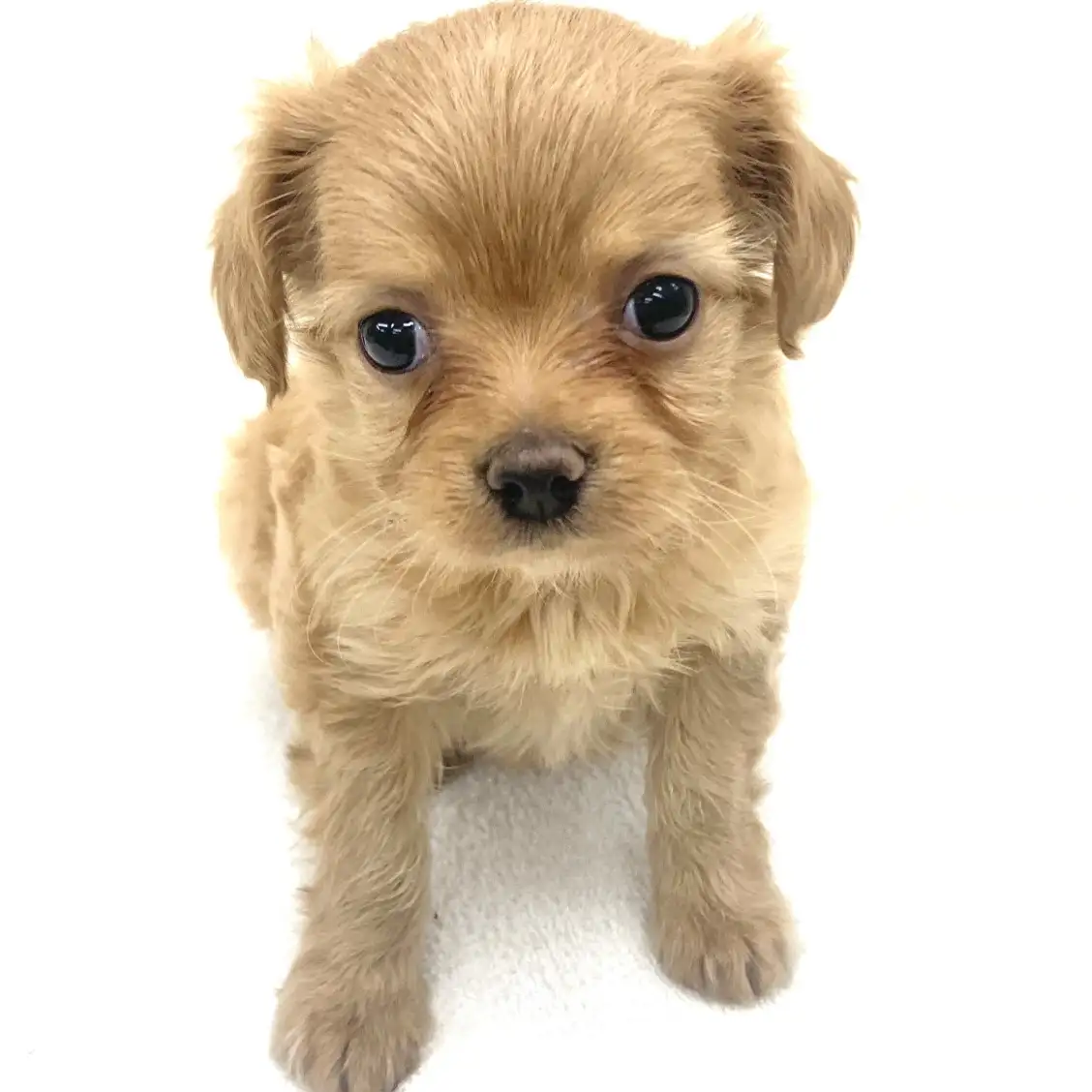 MIX(トイプードル×イタリアングレーハウンド)