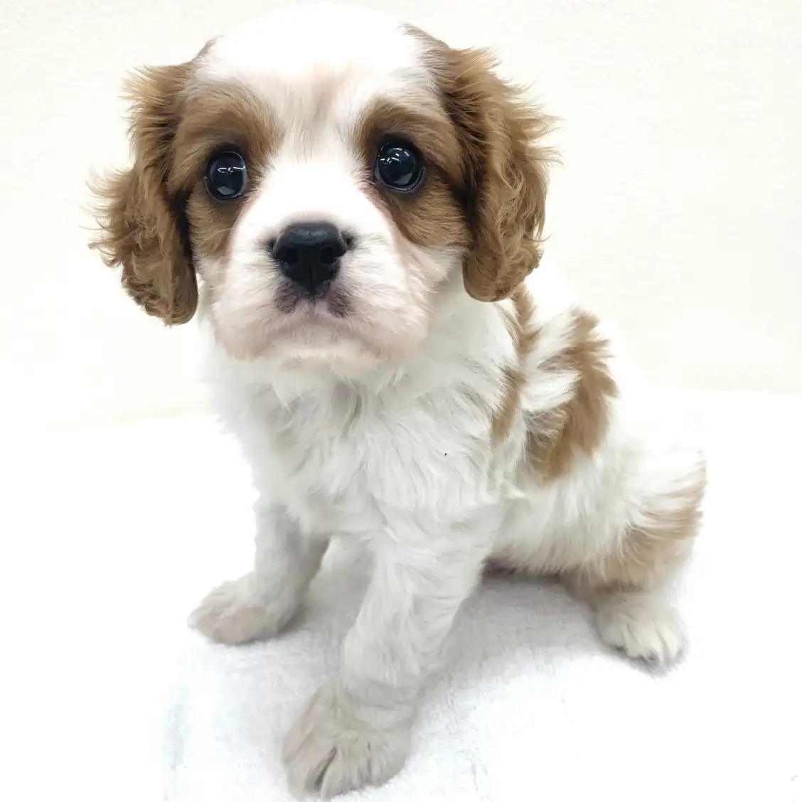 キャバリア・キングチャールズ・スパニエル