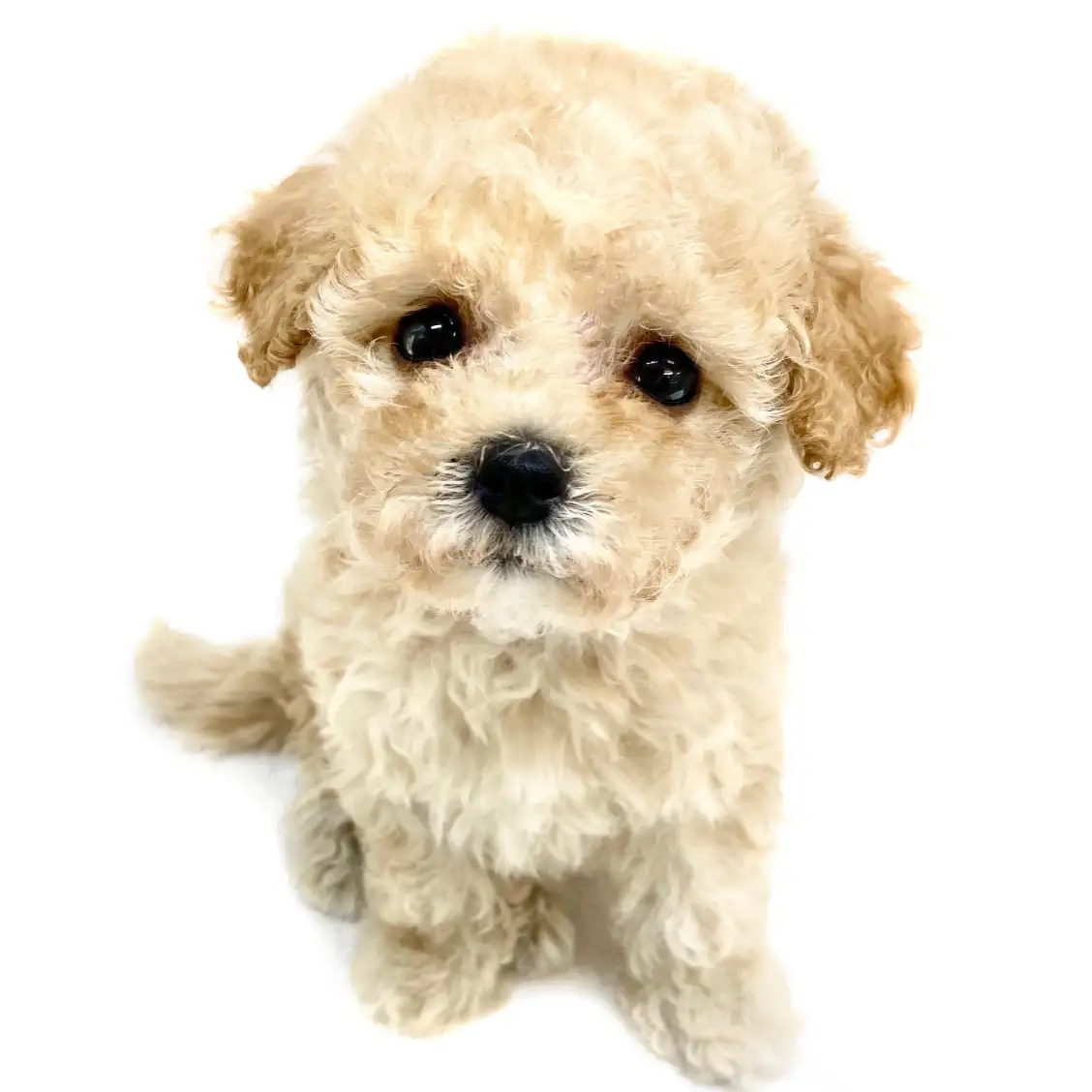 MIX(トイプードル×マルチーズ)