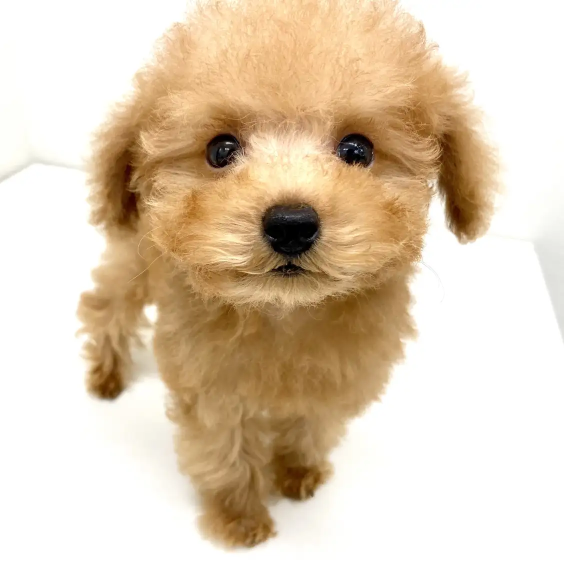 MIX(チワワ×トイプードル)