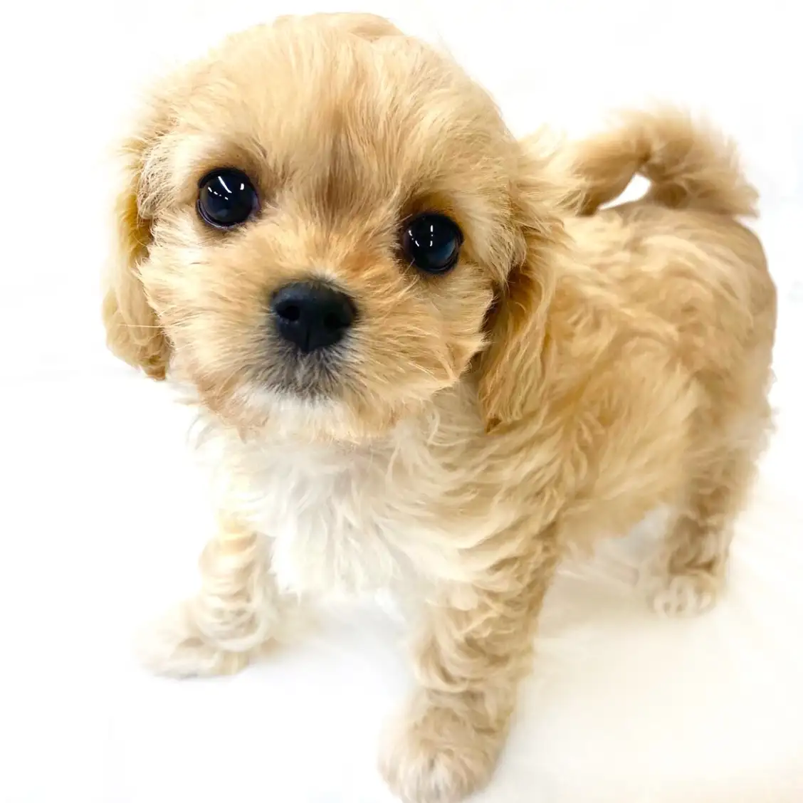 MIX(マルチーズ×キャバリアキングチャールズスパニエル)