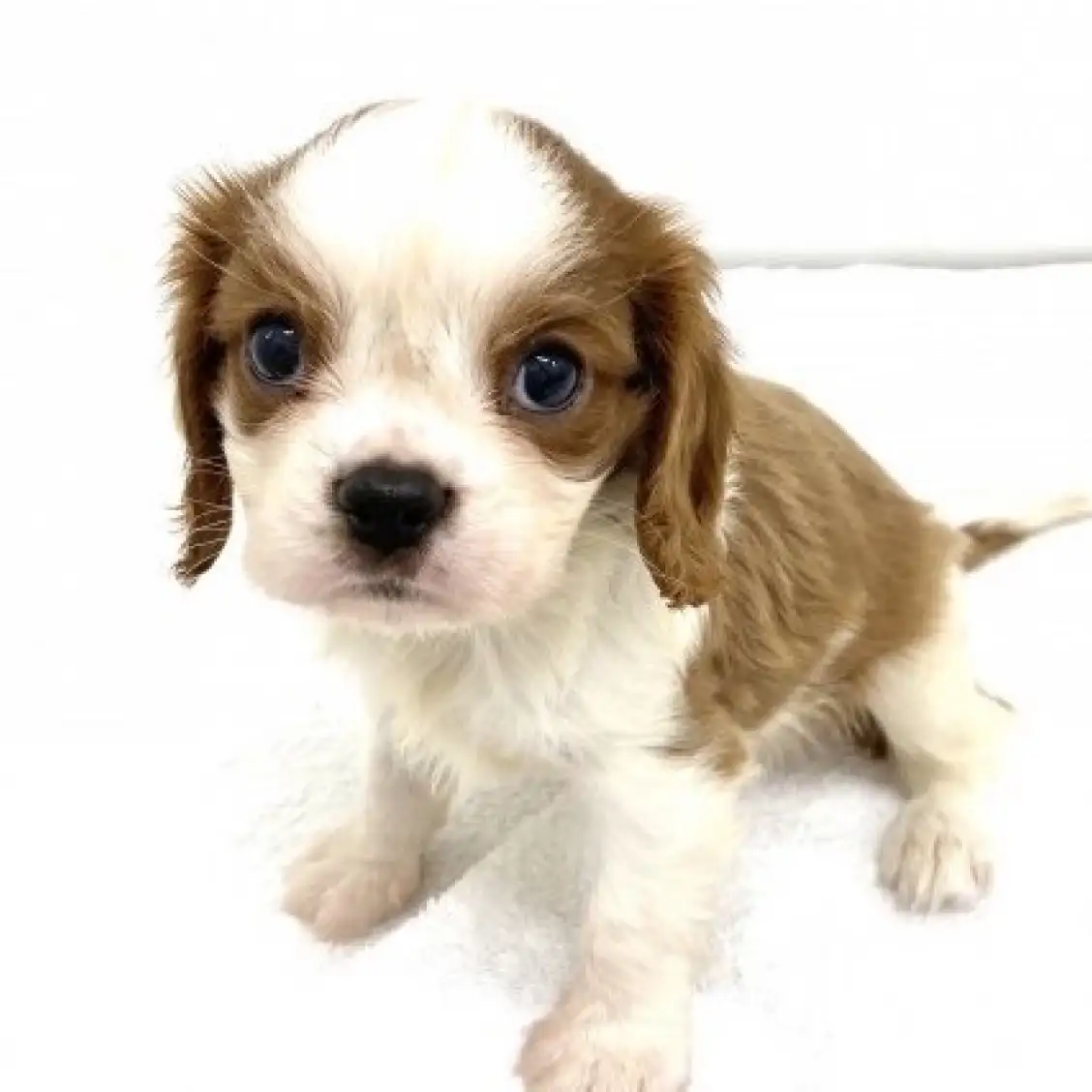 キャバリア・キングチャールズ・スパニエル