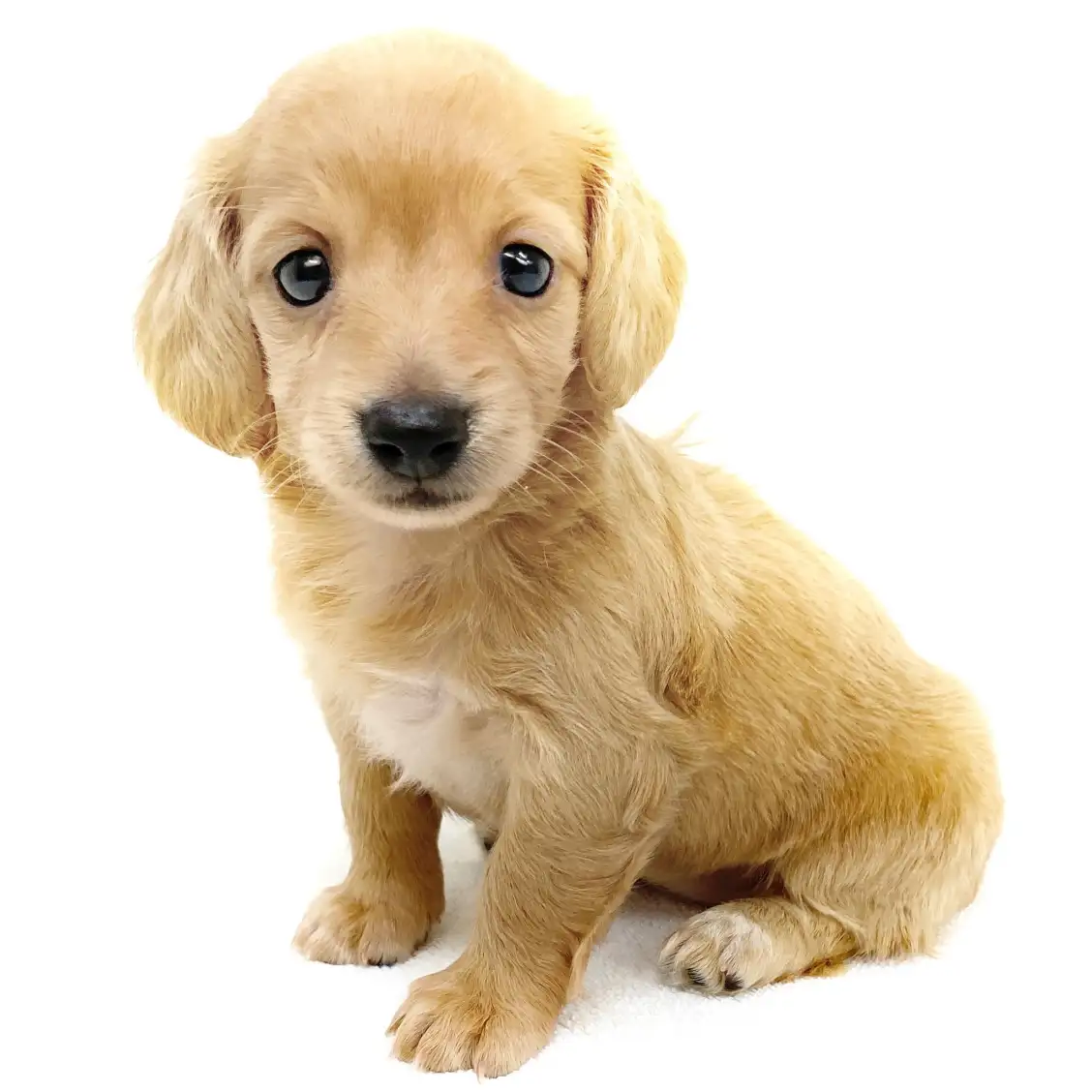 ミニチュア・ダックスフント