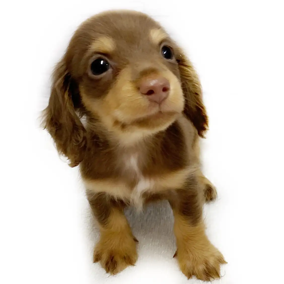 ミニチュア・ダックスフント