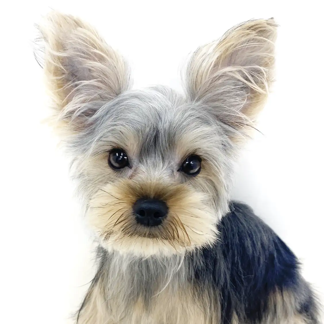 ヨークシャーテリア