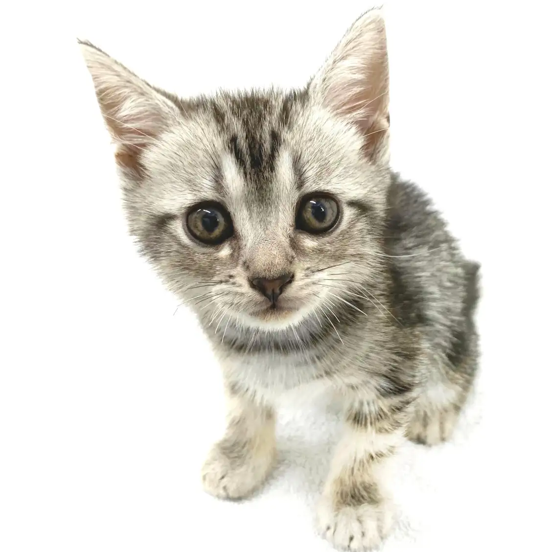 アメリカンショートヘア