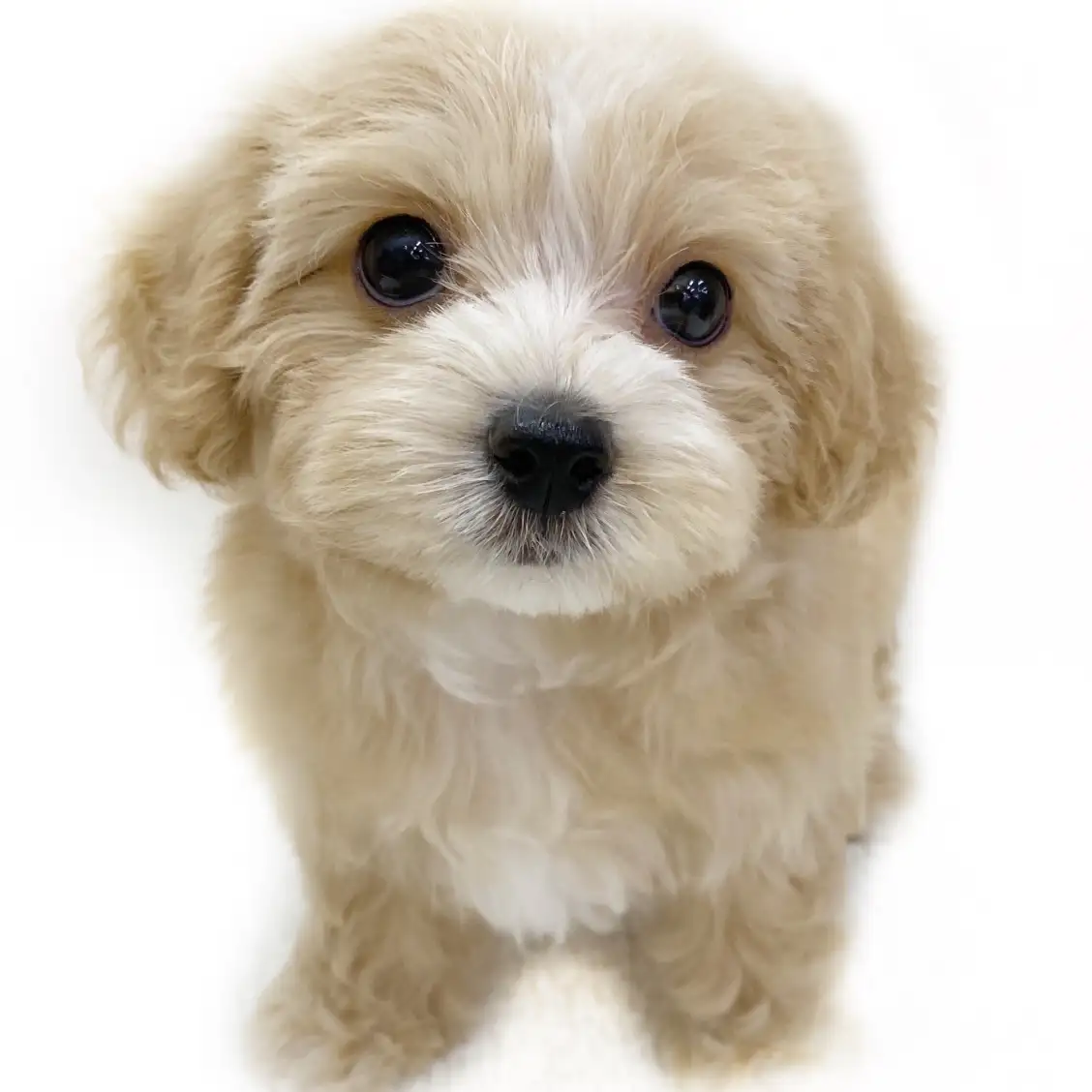 MIX（マルチーズ×トイプードル）