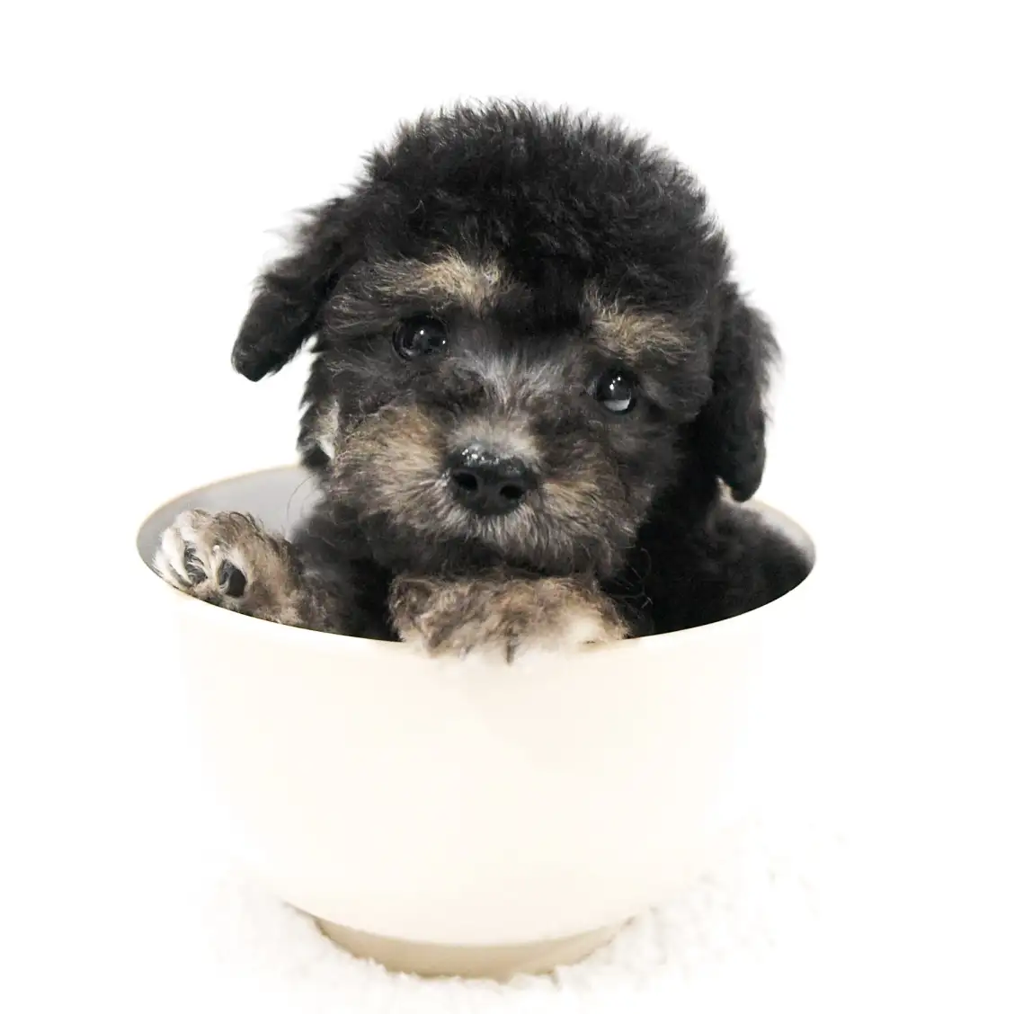 トイ・プードル