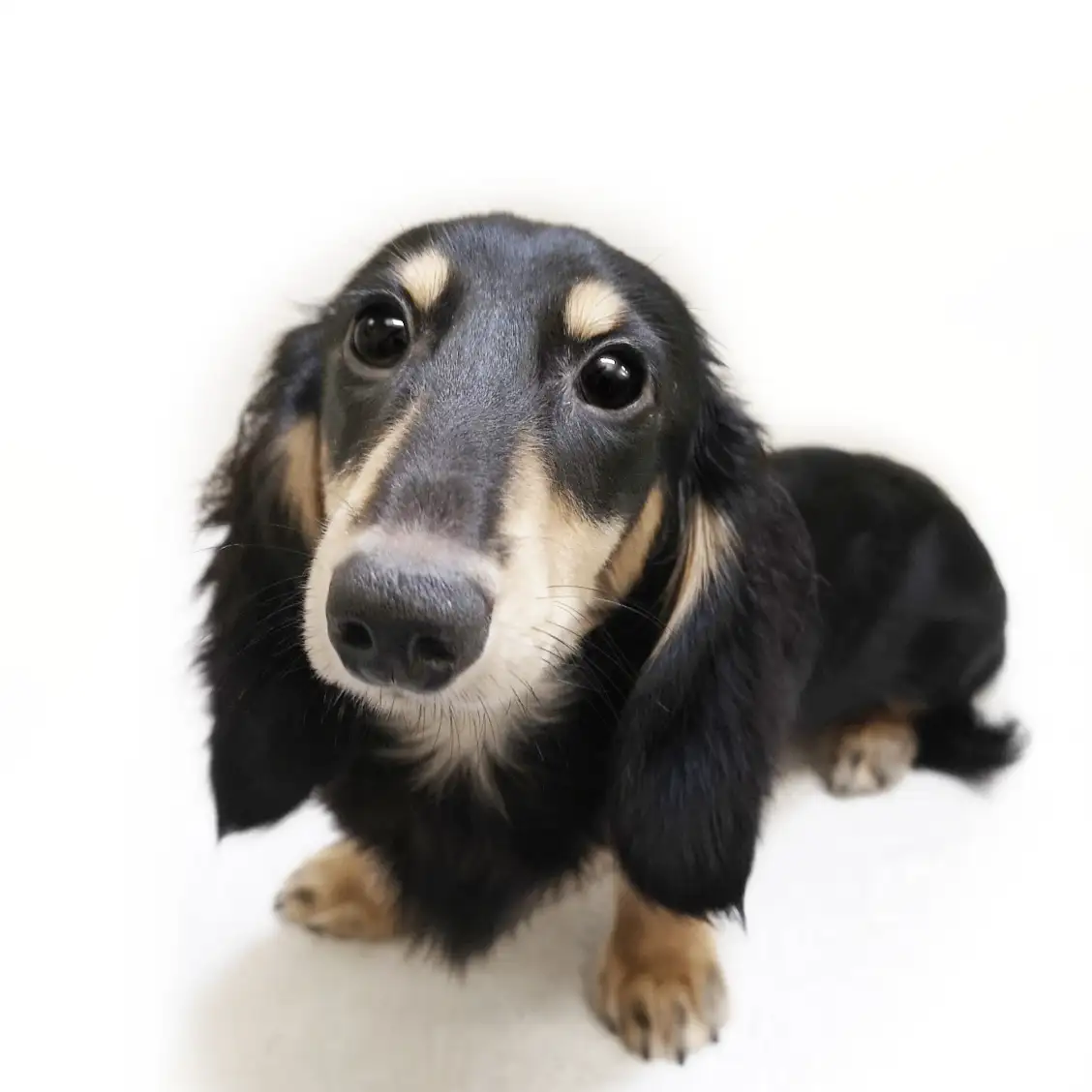 ミニチュア・ダックスフント