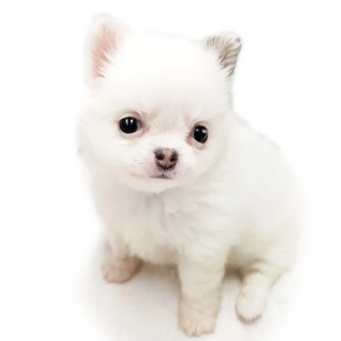 MIX（ポメラニアン×チワワ）