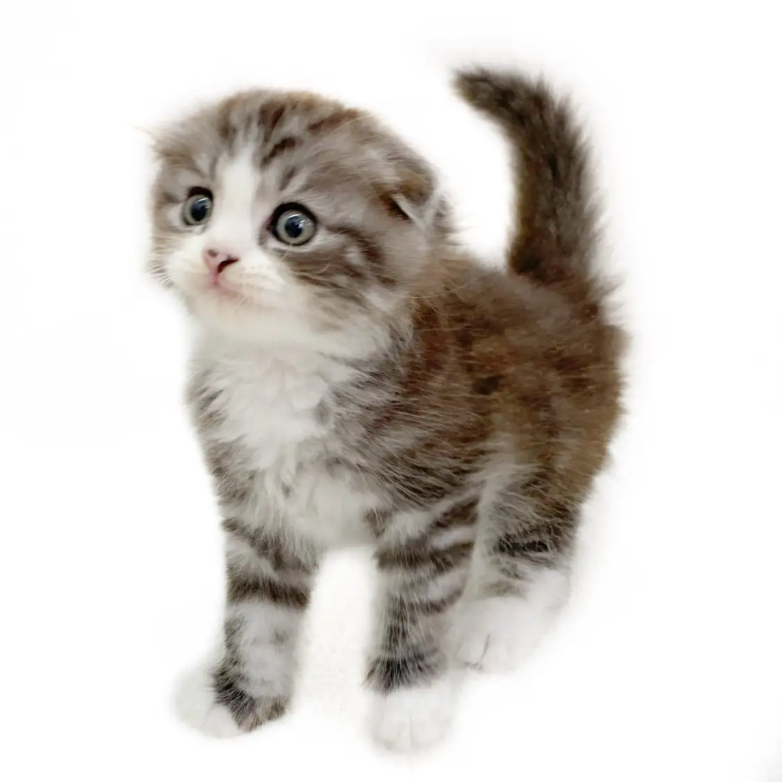 スコティッシュフォールド