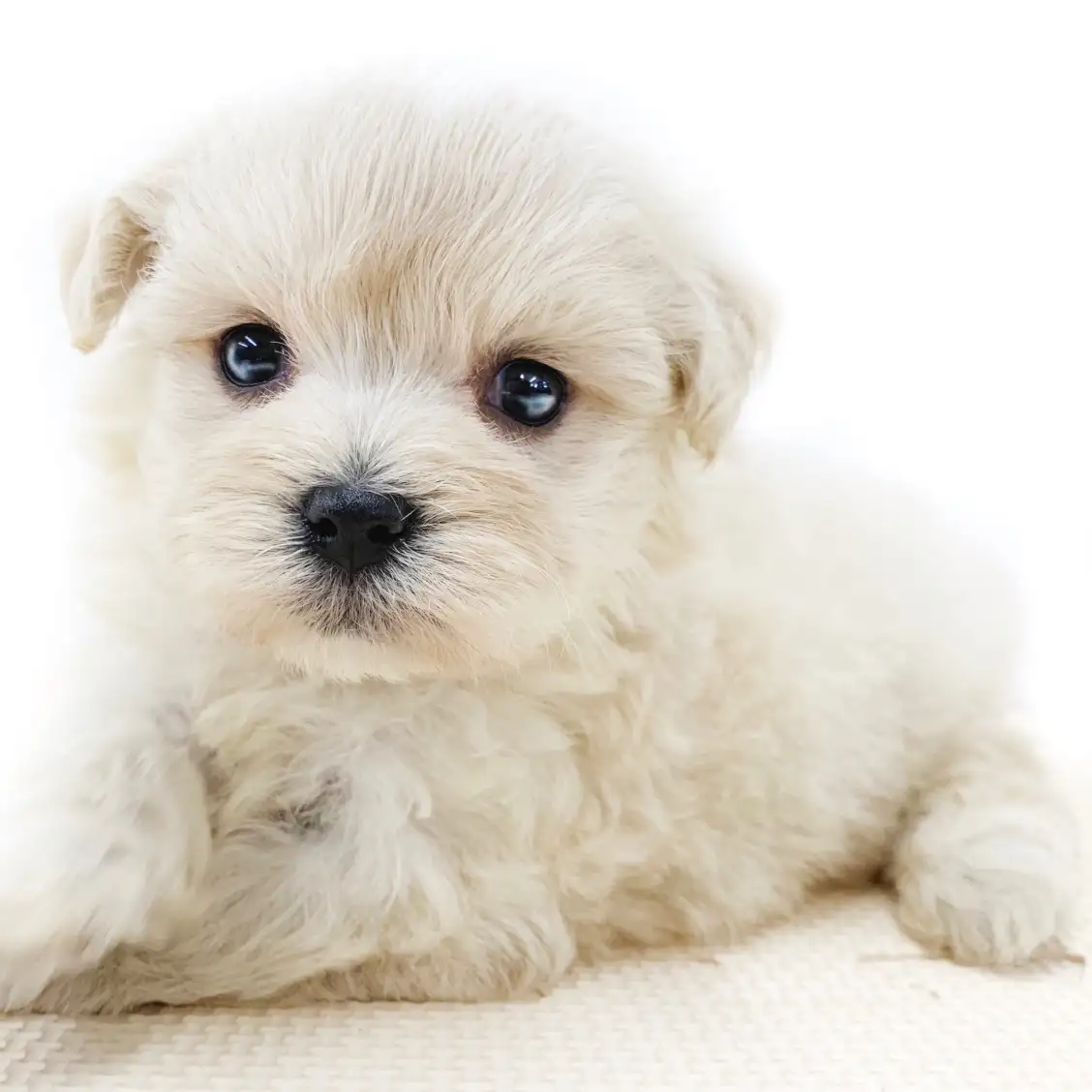 MIX（トイプードル×マルチーズ）