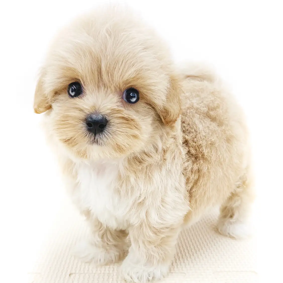 MIX（ペキニーズ×トイプードル）