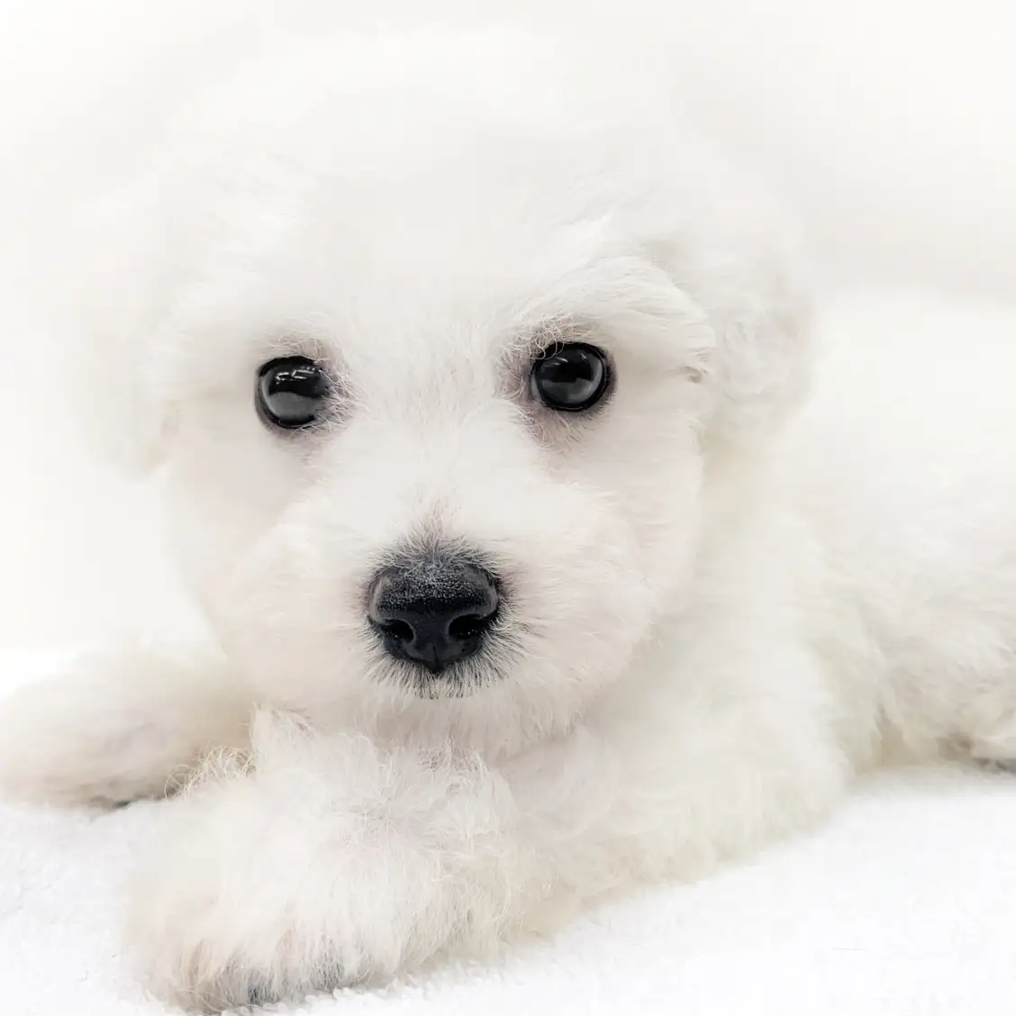 ビションフリーゼ