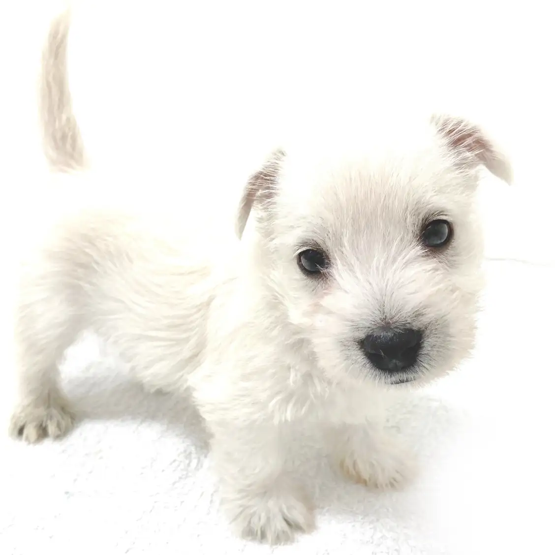 ウェストハイランドホワイトテリア