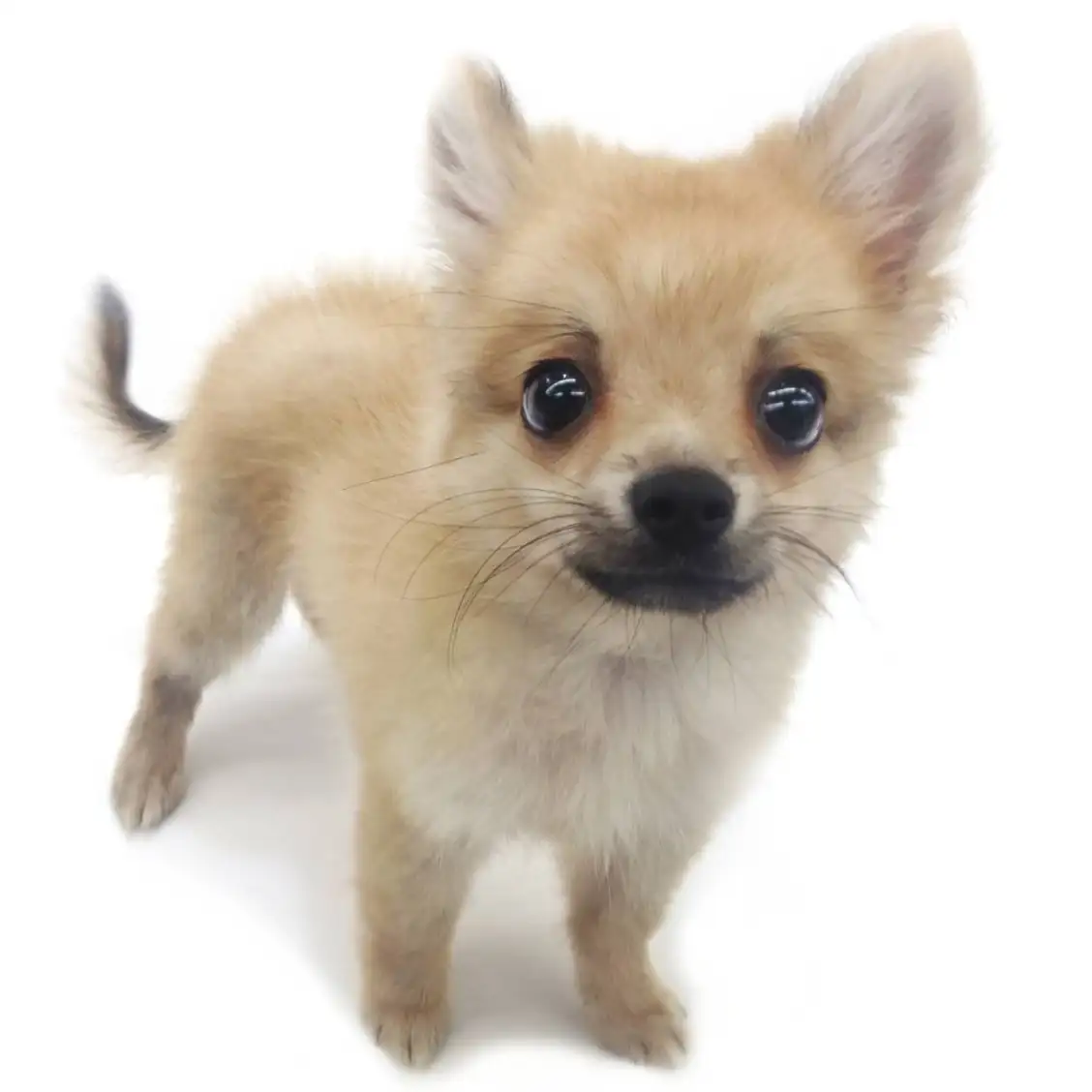 MIX(チワワ×ポメラニアン)