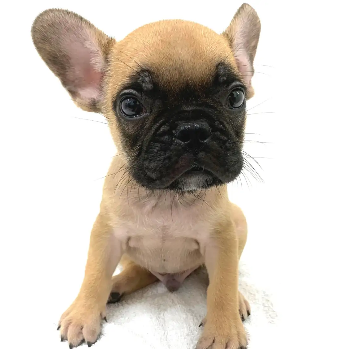 フレンチブルドッグ