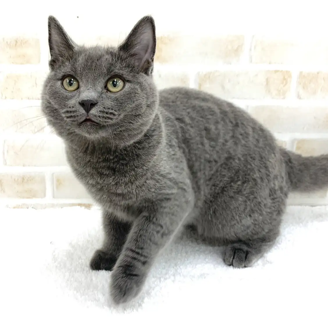 シャルトリュー