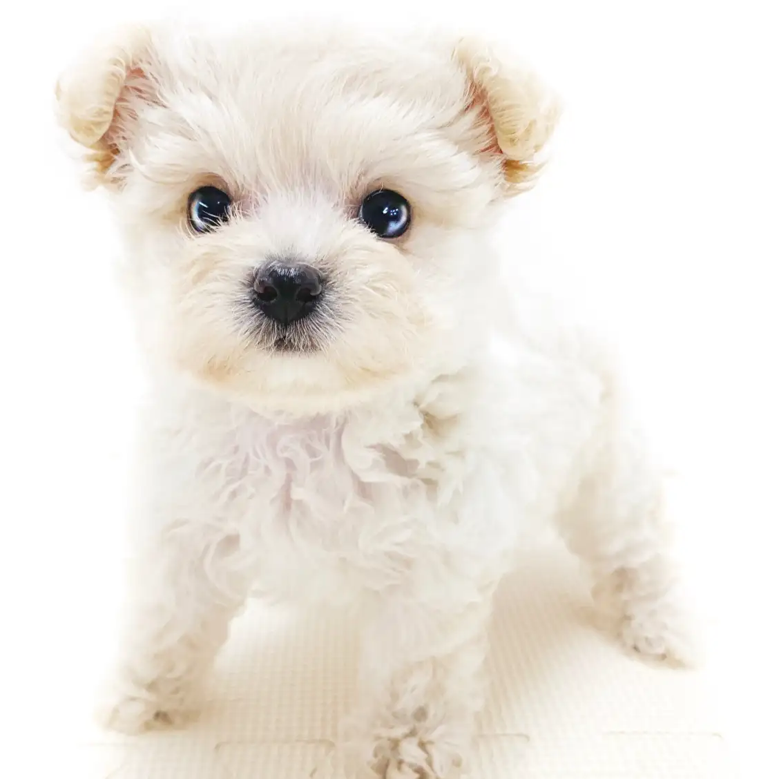 MIX(トイプードル×チワワ)