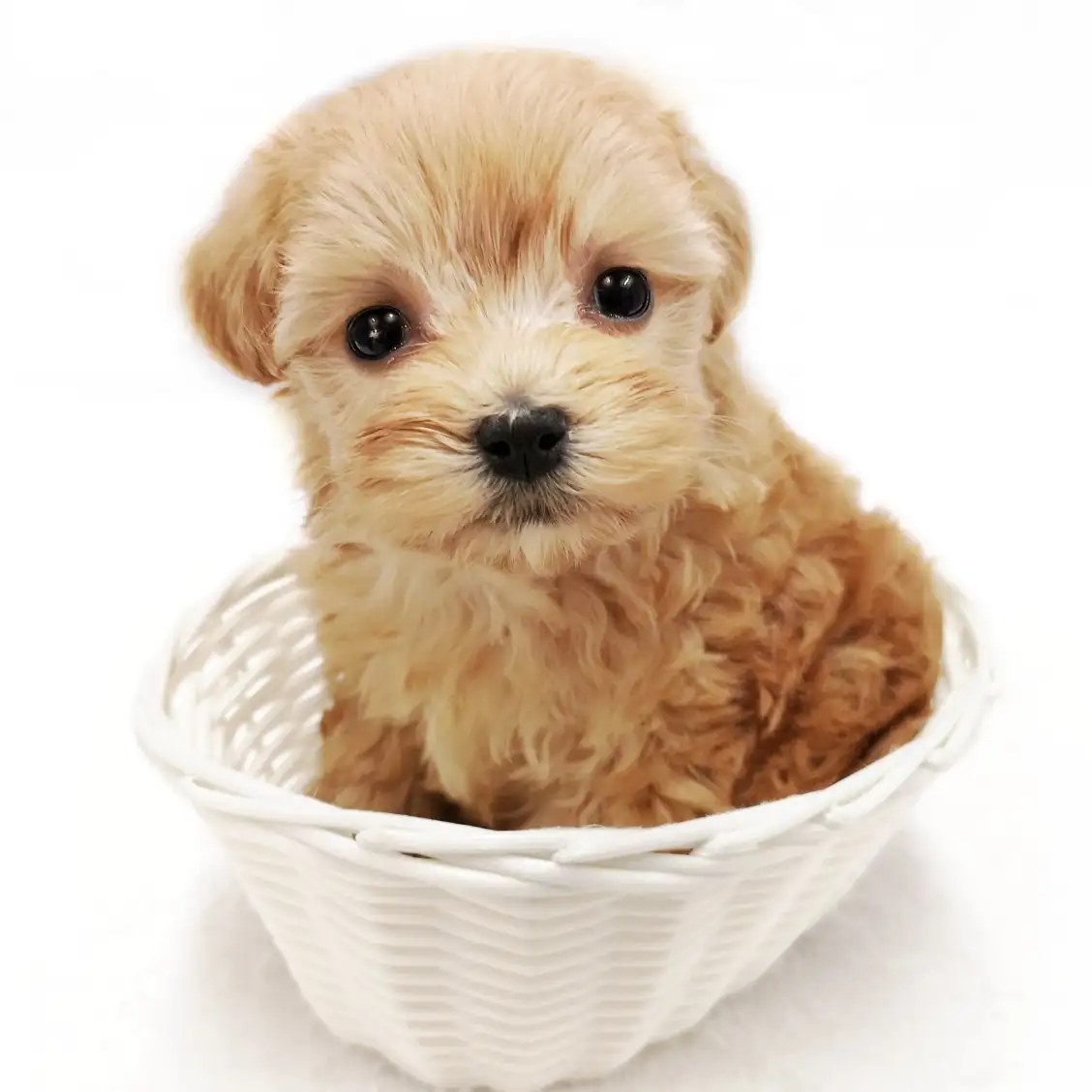 MIX(トイプードル×マルチーズ)