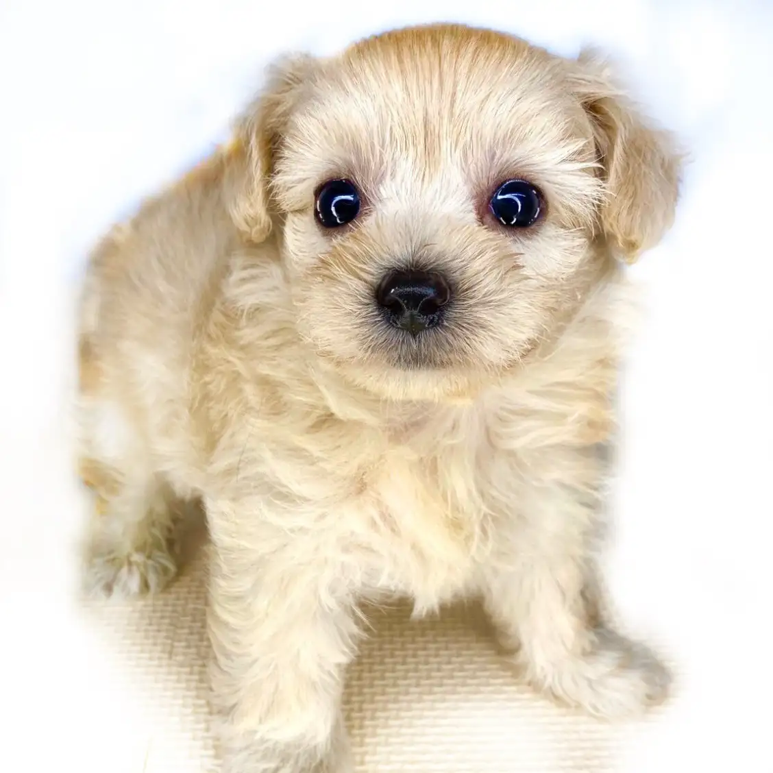 MIX(チワワ×トイプードル)