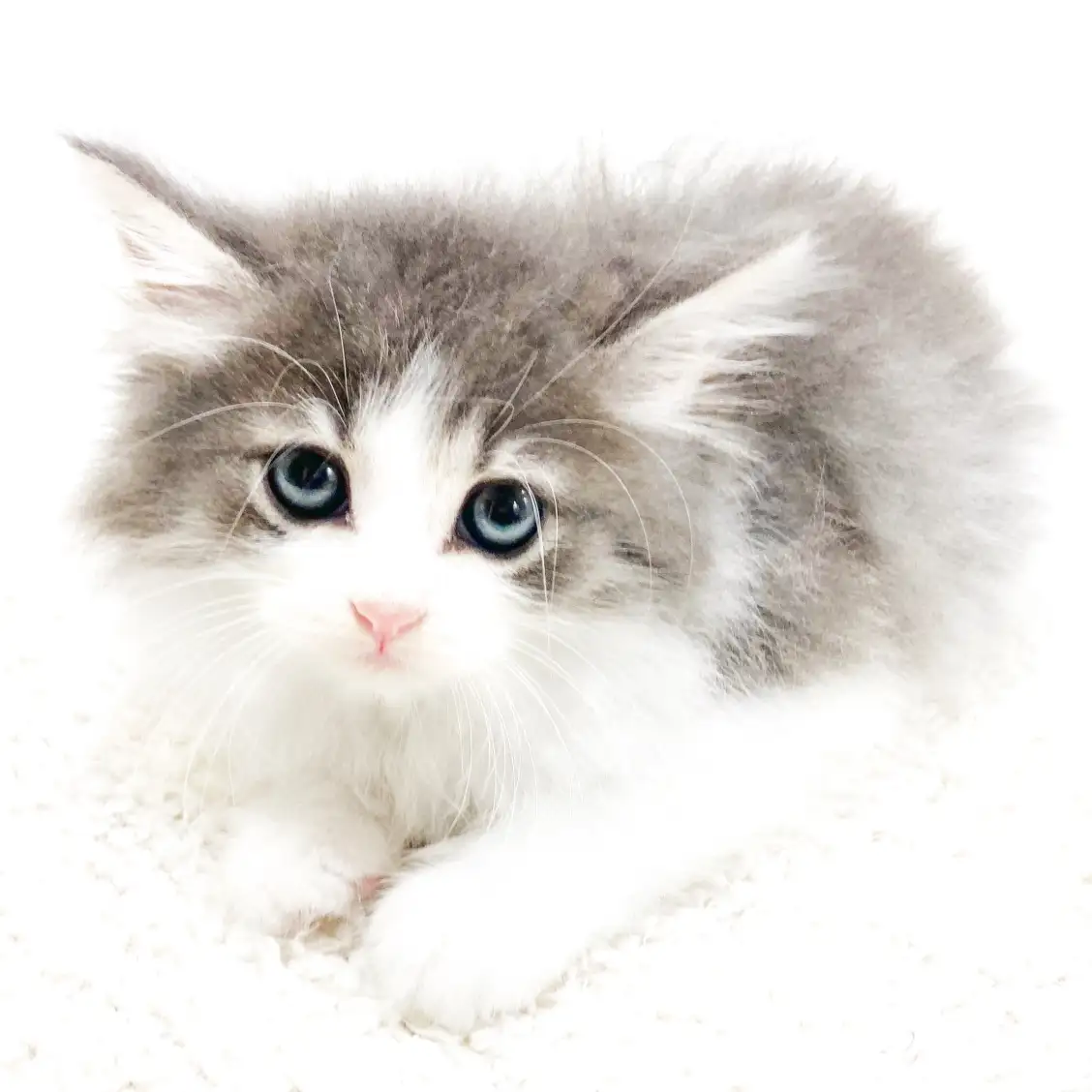 ノルウェージャンフォレストキャット