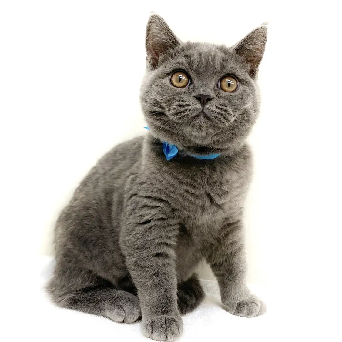 ブリティッシュショートヘア