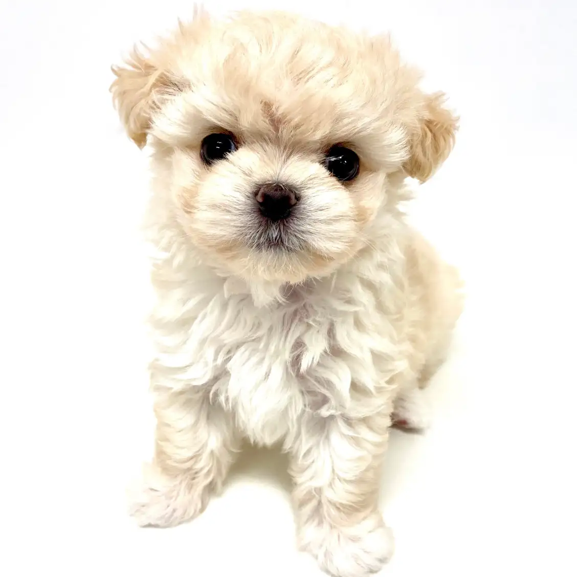 MIX(マルチーズ×チワワ)