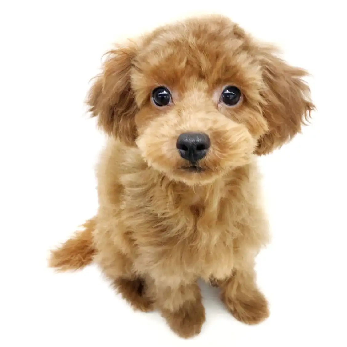 トイ・プードル