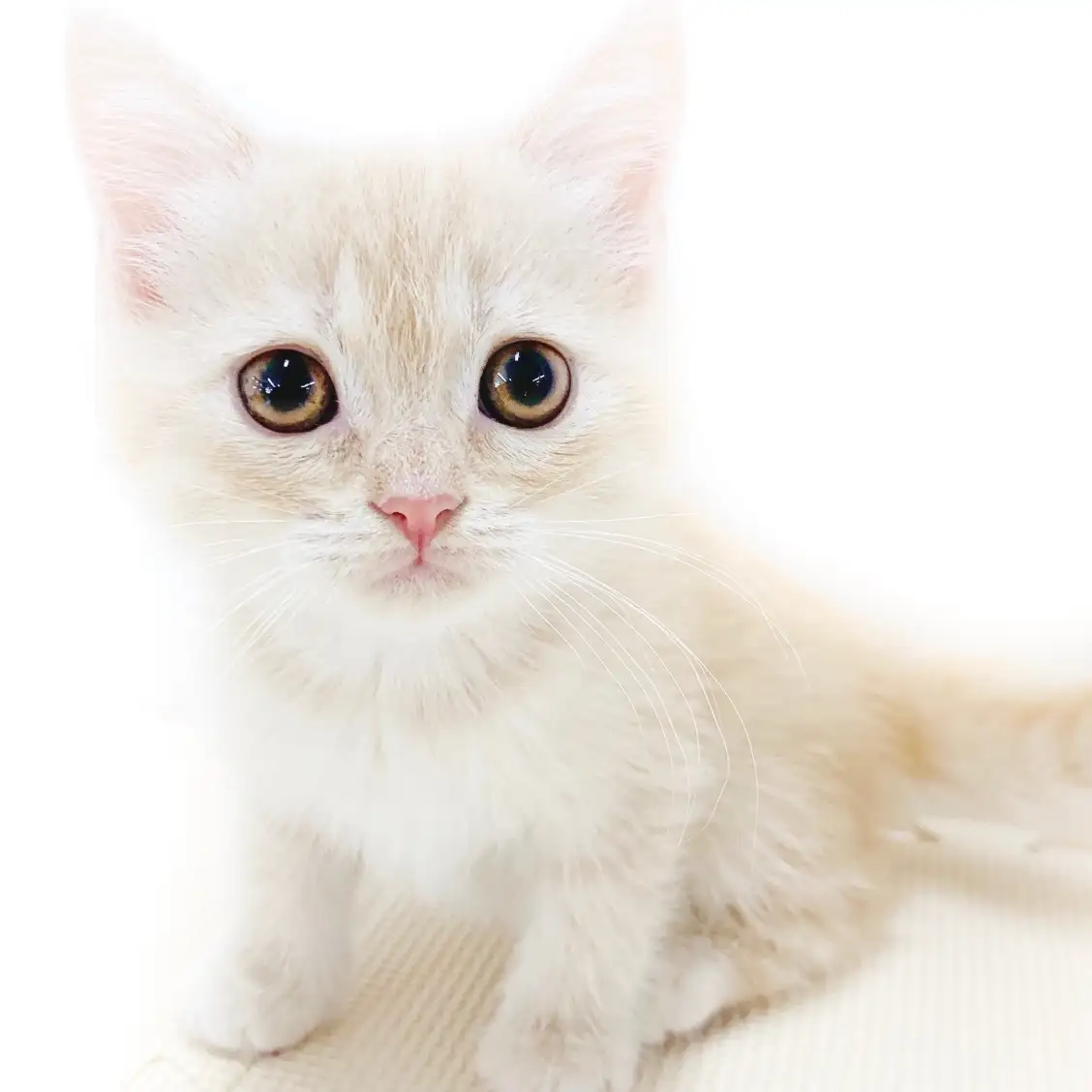 スコティッシュフォールド