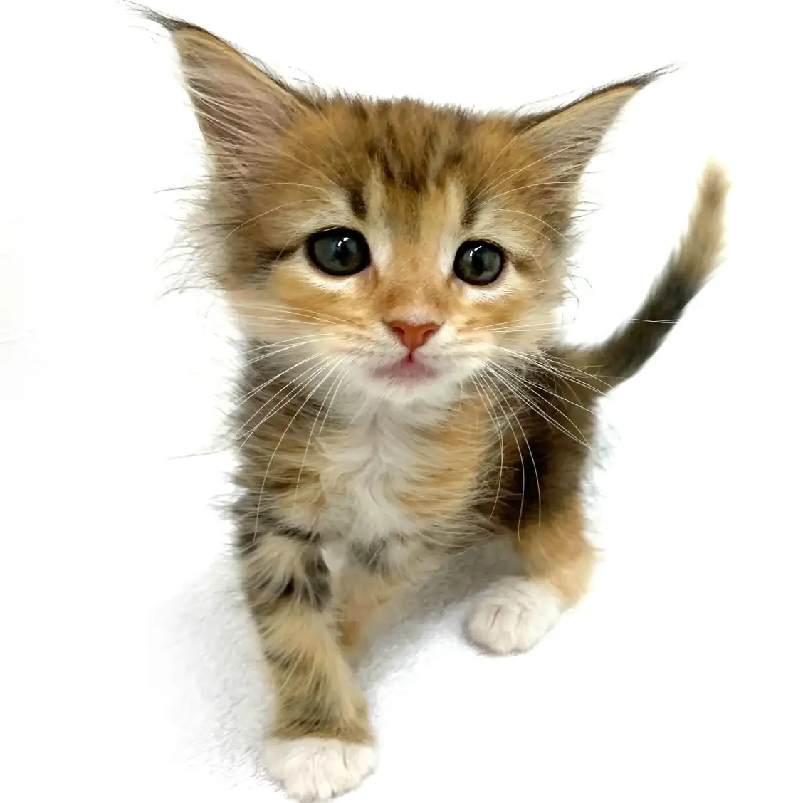 ノルウェージャンフォレストキャット