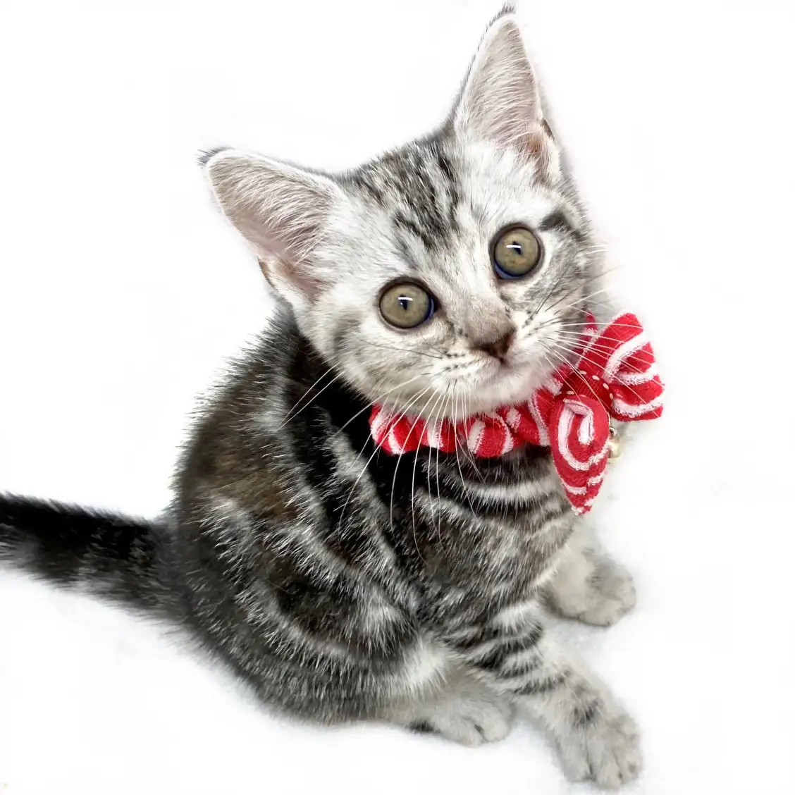 アメリカンショートヘア