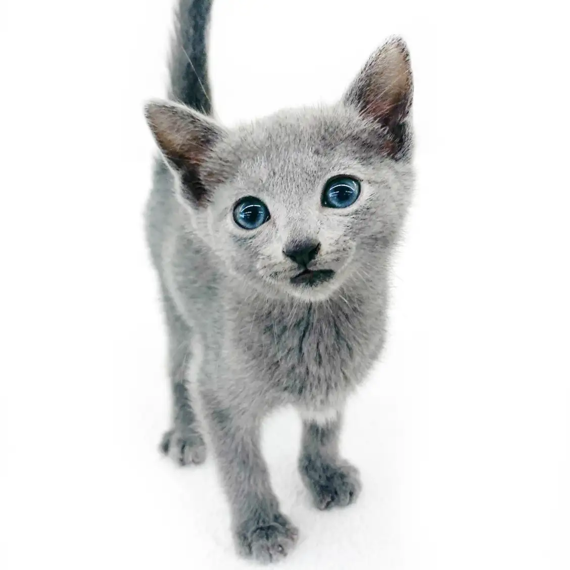 ロシアンブルー