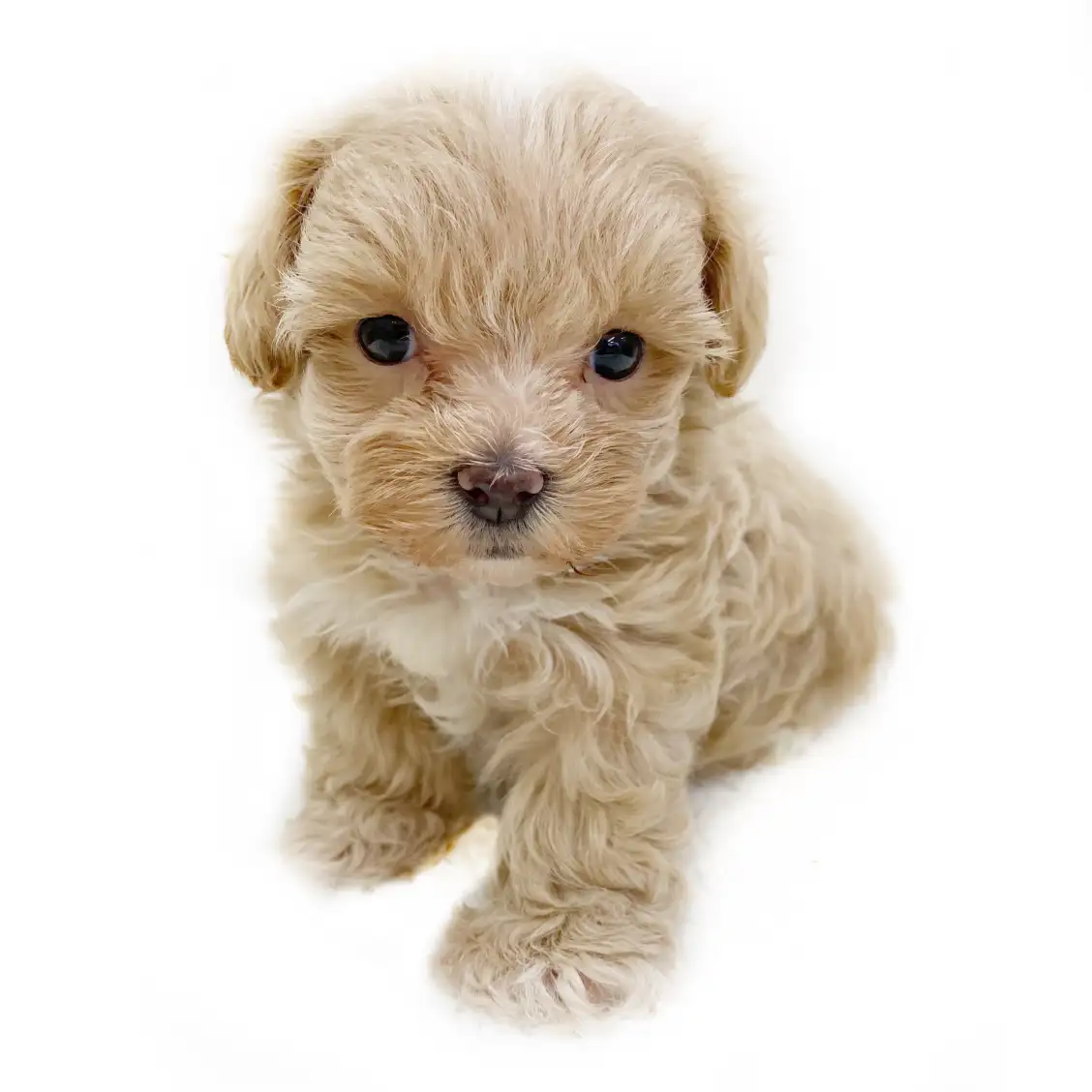 MIX（トイプードル×マルチーズ）