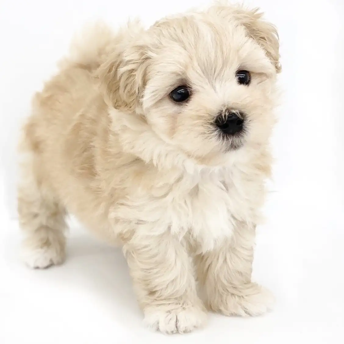 MIX（マルチーズ×トイプードル）