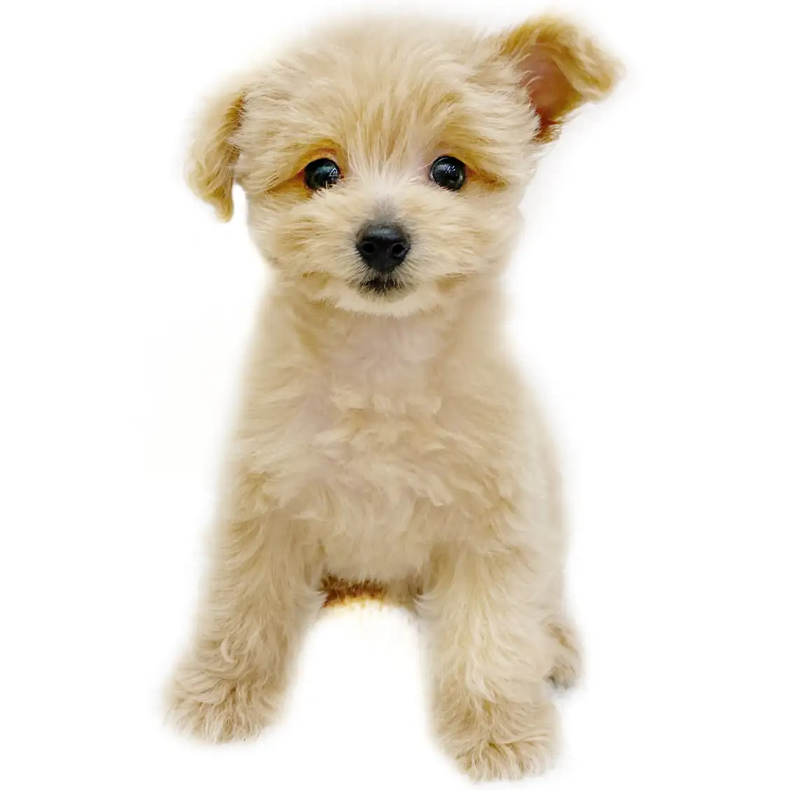 MIX(トイプードル×ポメラニアン)