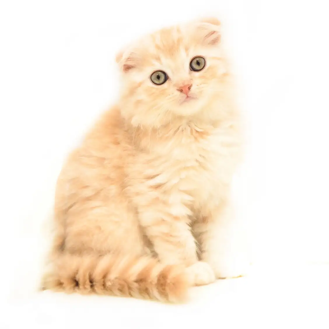 スコティッシュフォールド