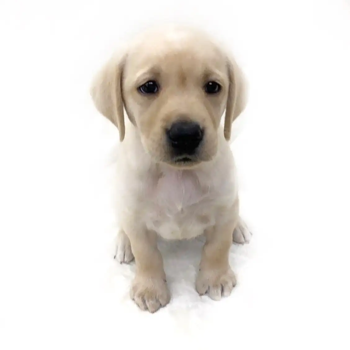 ラブラドールレトリバー