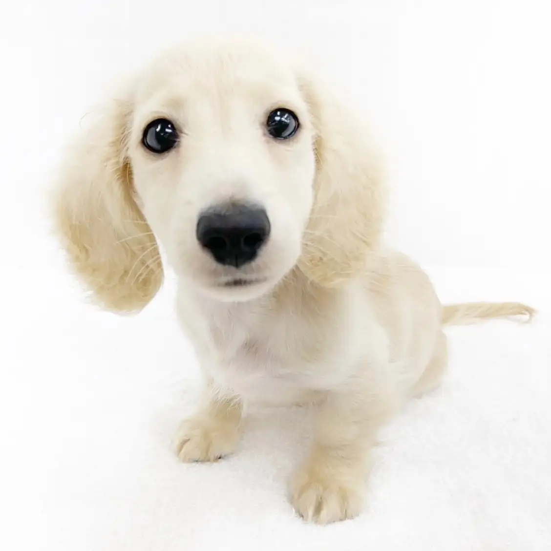 カニンヘン・ダックスフント