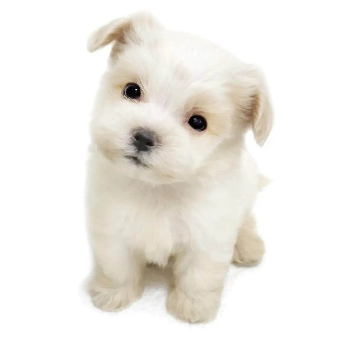 MIX（トイプードル×マルチーズ）