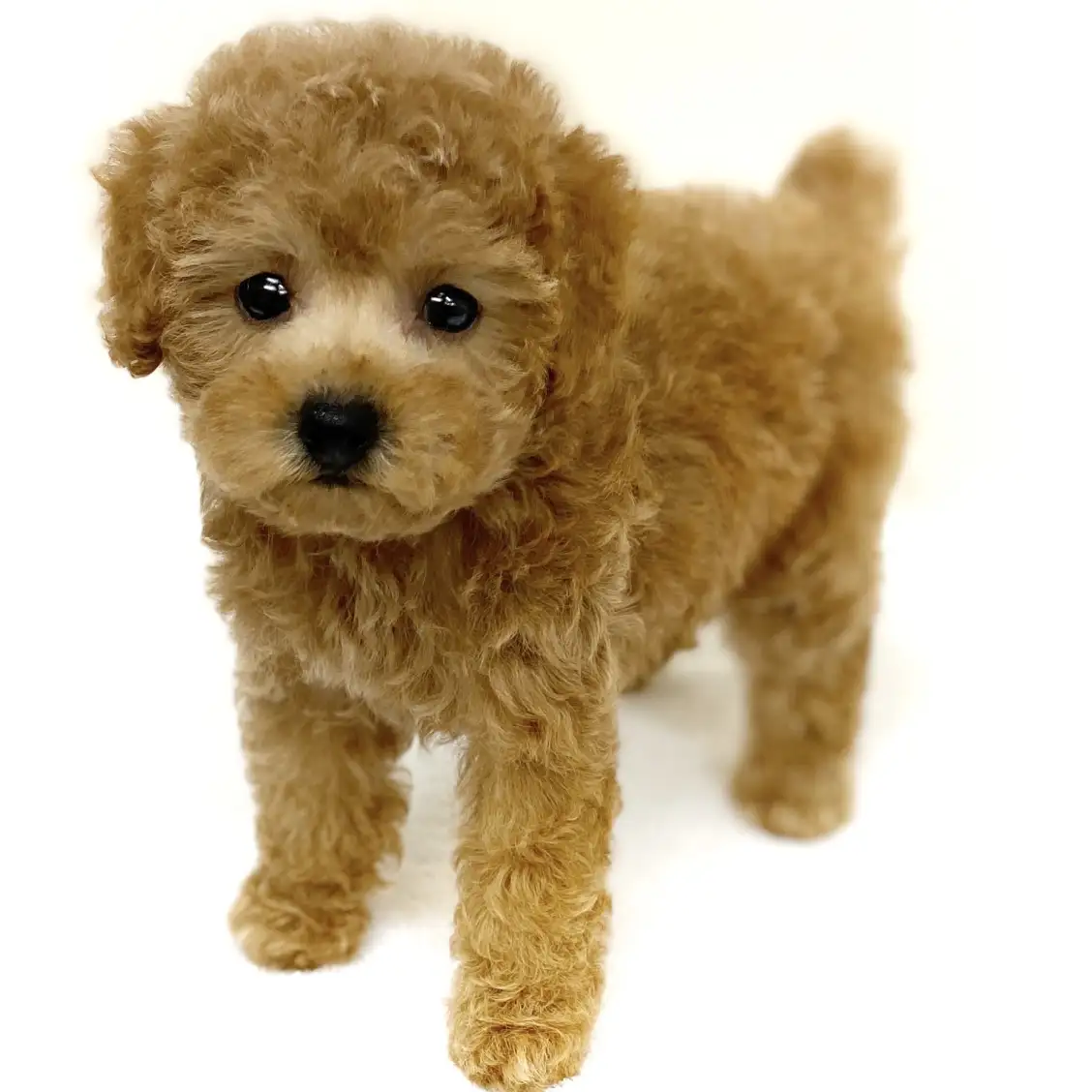 トイ・プードル