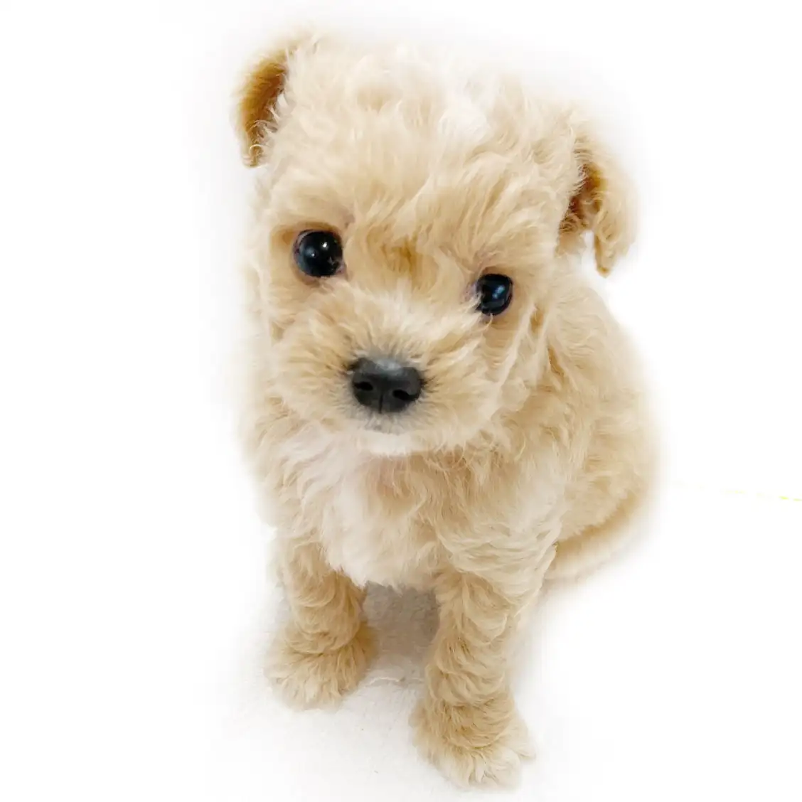 MIX(トイプードル×チワワ)