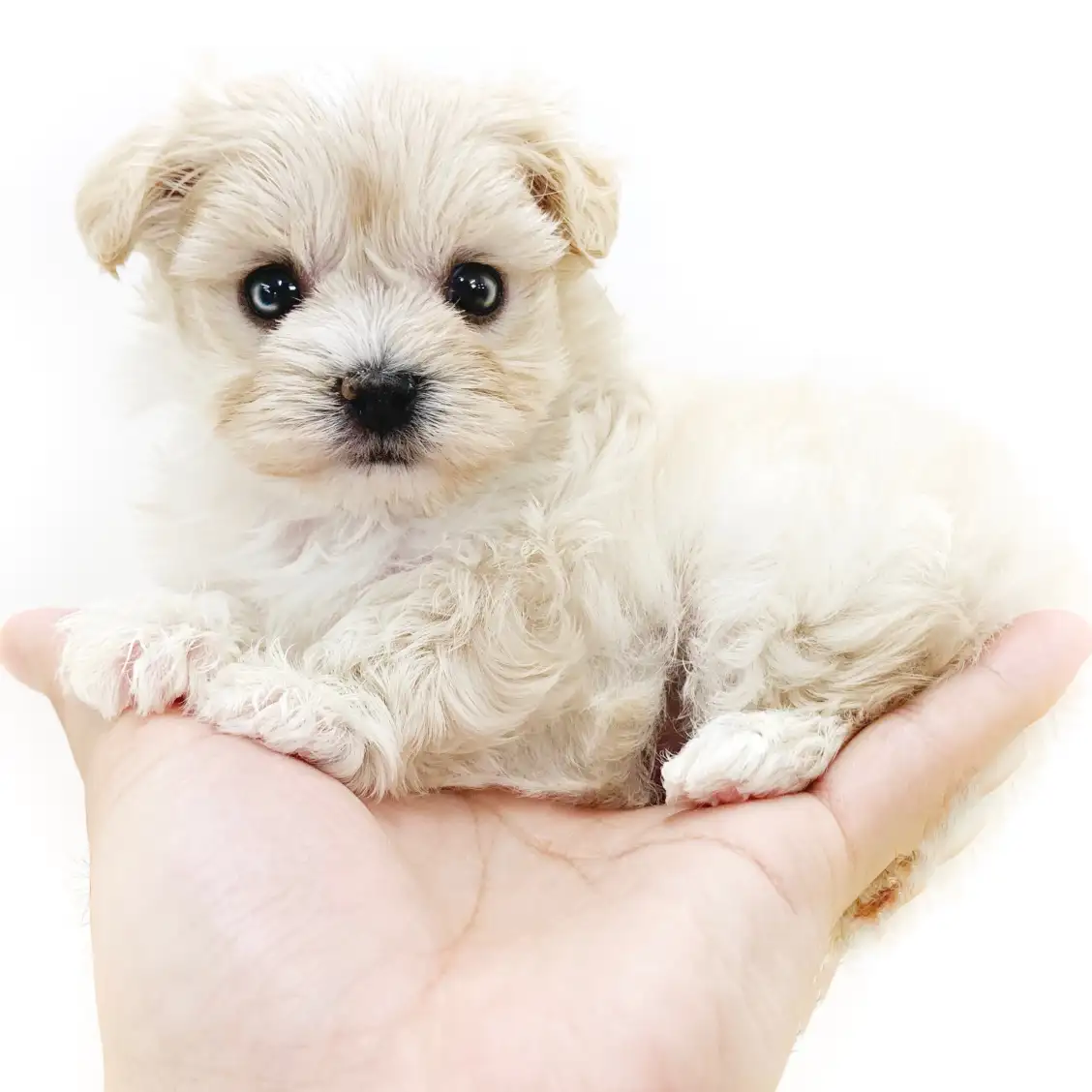 MIX(トイプードル×マルチーズ)