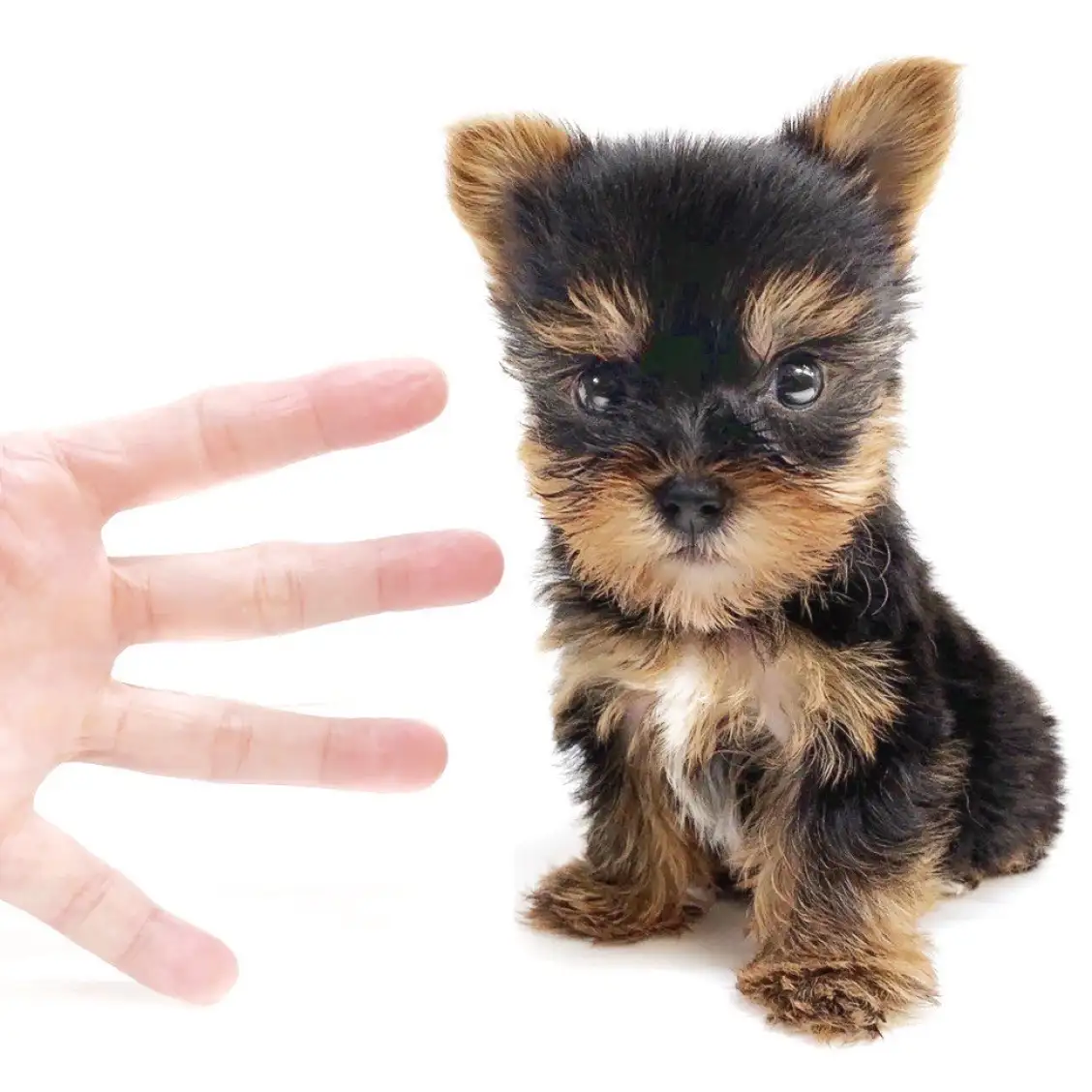 ヨークシャーテリア