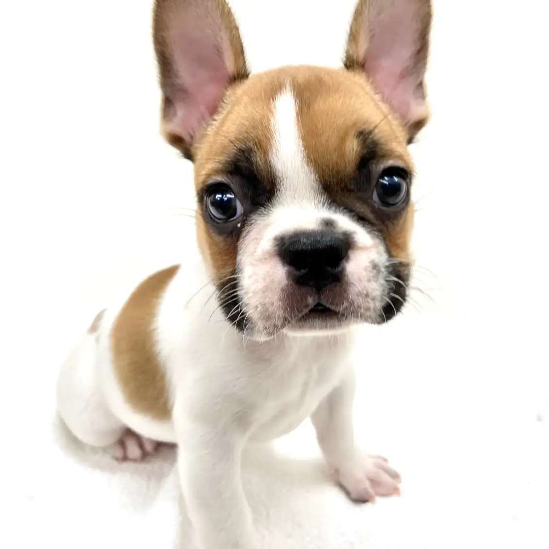 フレンチブルドッグ