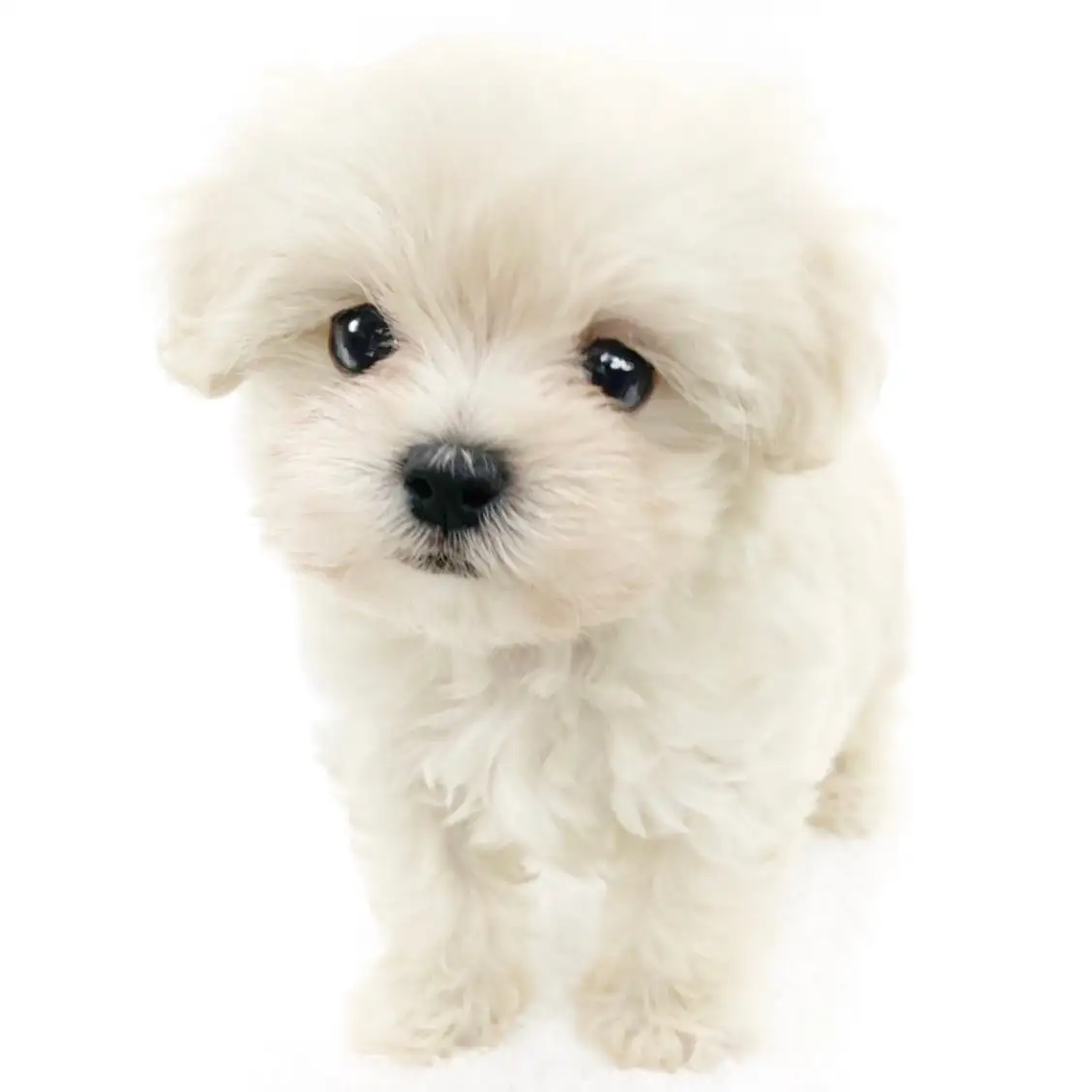 MIX(マルチーズ×トイプードル)