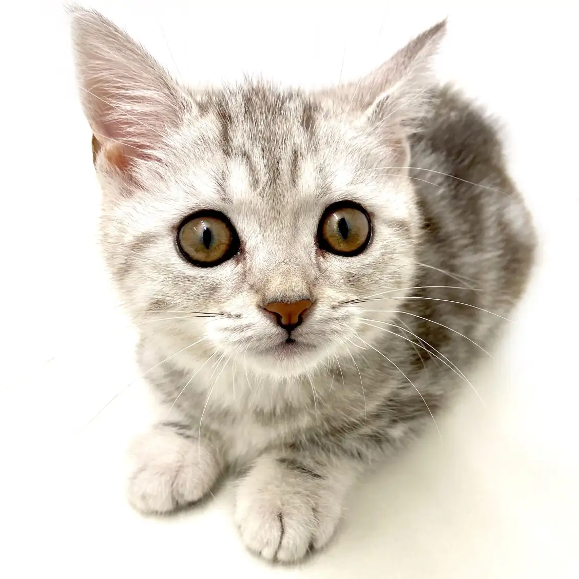 アメリカンショートヘア