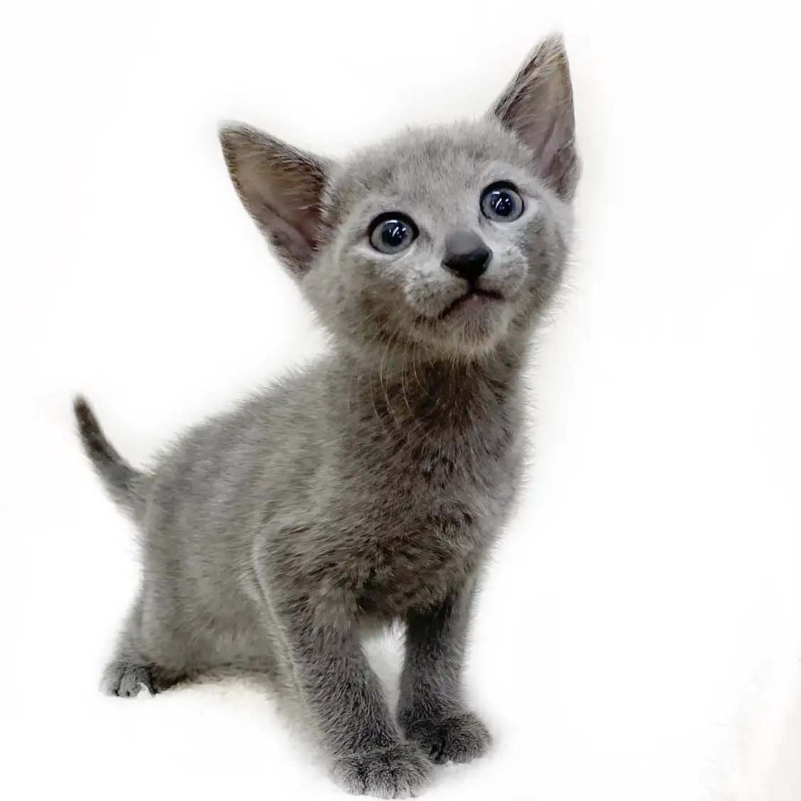 ロシアンブルー