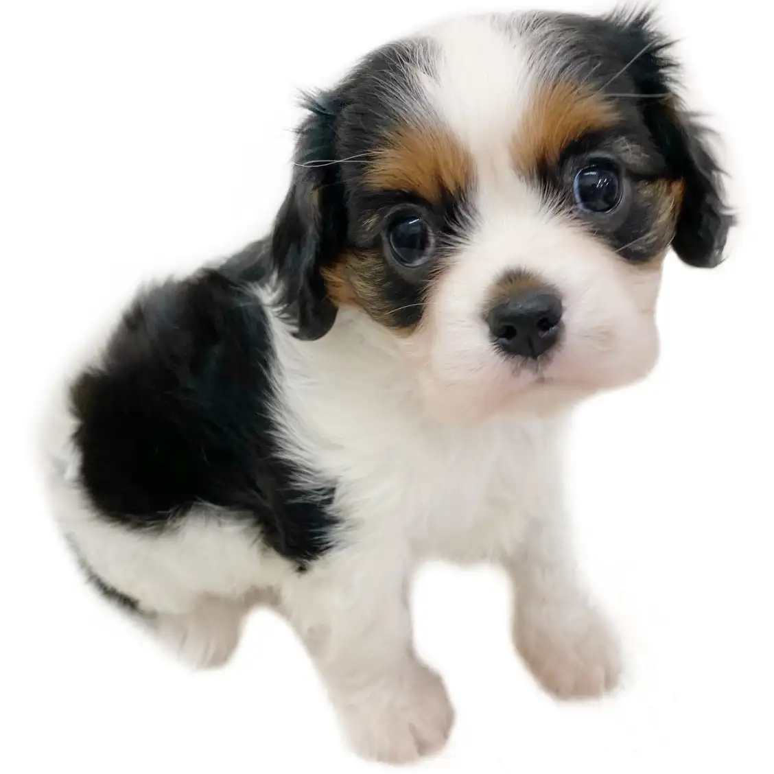 キャバリア・キングチャールズ・スパニエル